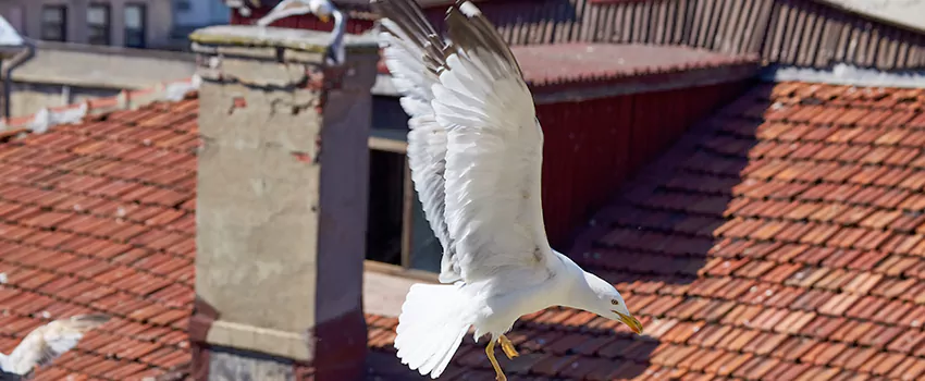 Residential Chimney Animal Removal Solution in Reno, NV