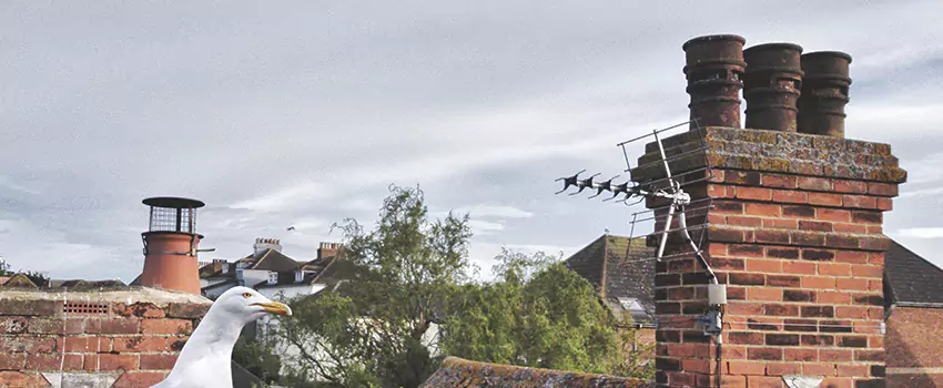 Chimney Cleaning And Restoration in Reno, Nevada